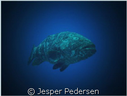 Grouper by Jesper Pedersen 